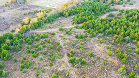 Lamar County Acreage for Sale Paris Tx - image 8