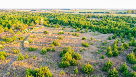 Lamar County Acreage for Sale Paris Tx - image 15