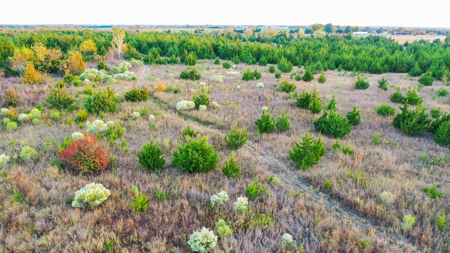 Lamar County Acreage for Sale Paris Tx - image 6