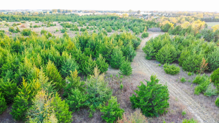 Lamar County Acreage for Sale Paris Tx - image 29
