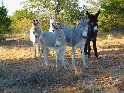 Prime Hunting Property Near Jim Ned River and Lake Brownwood Tx - image 19