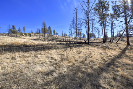 Beautiful Land for sale in the Colorado Mountains near Florissant - image 4