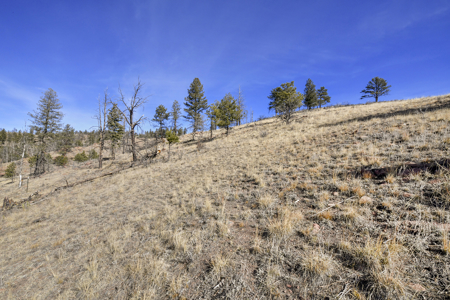 Beautiful Land for sale in the Colorado Mountains near Florissant - image 9