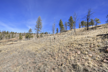 Beautiful Land for sale in the Colorado Mountains near Florissant - image 8