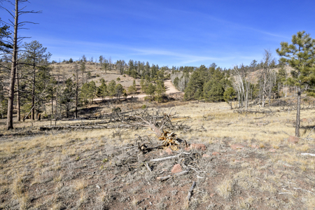 Beautiful Land for sale in the Colorado Mountains near Florissant - image 7