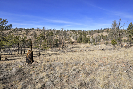 Beautiful Land for sale in the Colorado Mountains near Florissant - image 10