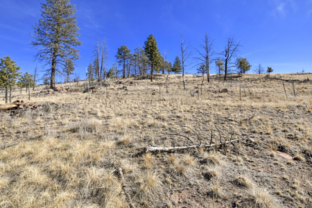 Beautiful Land for sale in the Colorado Mountains near Florissant - image 6