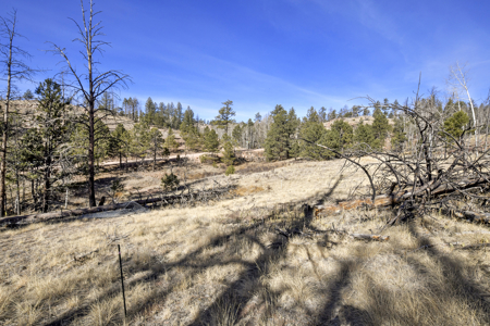 Beautiful Land for sale in the Colorado Mountains near Florissant - image 5