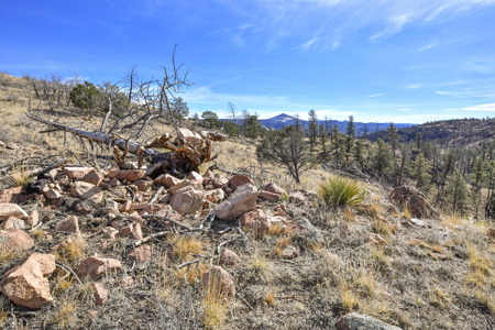 Beautiful Land for sale in the Colorado Mountains near Florissant - image 11