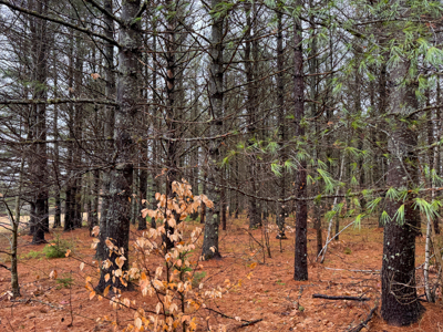 6 Bedroom Farmhouse on 13 Acres - Bethel, Maine - image 45
