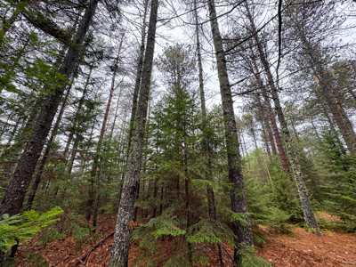 6 Bedroom Farmhouse on 13 Acres - Bethel, Maine - image 42