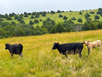 Custer County Nebraska Pasture for Sale - image 5