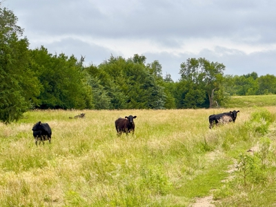 Custer County Nebraska Pasture for Sale - image 4
