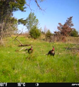 Custer County Nebraska Pasture for Sale - image 15