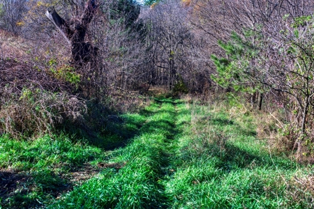 Windy Ridge – Conservation Homestead – 187 ± Acres in Monroe Cty - image 33