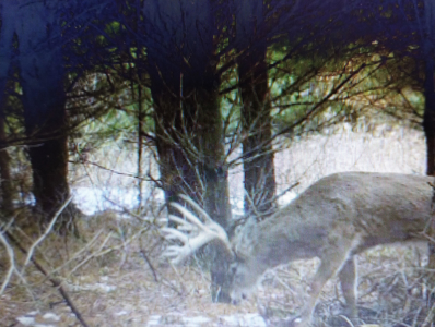 Windy Ridge – Conservation Homestead – 187 ± Acres in Monroe Cty - image 21