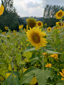 Windy Ridge – Conservation Homestead – 187 ± Acres in Monroe Cty - image 35