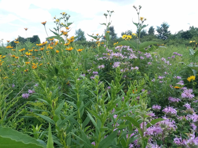 Windy Ridge – Conservation Homestead – 187 ± Acres in Monroe Cty - image 27