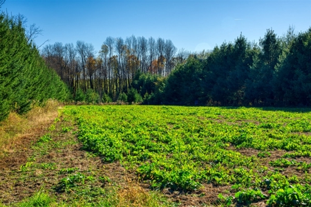 Windy Ridge – Conservation Homestead – 187 ± Acres in Monroe Cty - image 39
