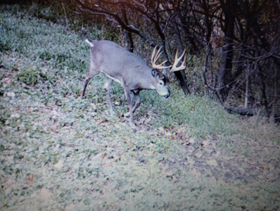 Windy Ridge – Conservation Homestead – 187 ± Acres in Monroe Cty - image 4