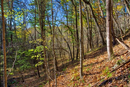 Windy Ridge – Conservation Homestead – 187 ± Acres in Monroe Cty - image 37
