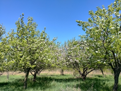 Windy Ridge – Conservation Homestead – 187 ± Acres in Monroe Cty - image 9