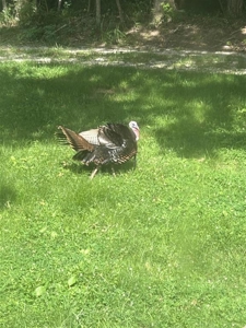 Country home with 21.73 acres for sale near Cave City Ky. - image 39