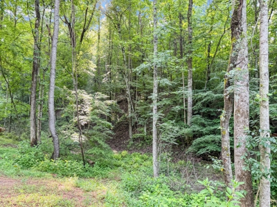 Acreage For Sale with Cleared Access & Homesite - Taylorsville NC - image 15