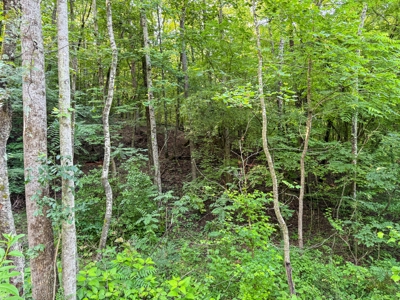 Acreage For Sale with Cleared Access & Homesite - Taylorsville NC - image 14