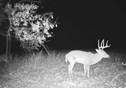 Recreational Land and Build-Sites for Sale in Cedar County MO - image 20