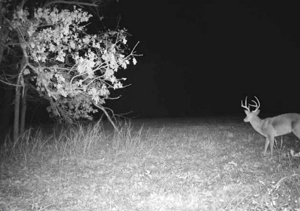 Recreational Land and Build-Sites for Sale in Cedar County MO - image 22