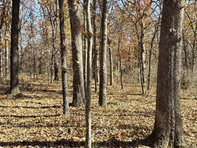 Recreational Land and Build-Sites for Sale in Cedar County MO - image 40