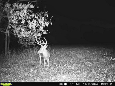 Recreational Land and Build-Sites for Sale in Cedar County MO - image 29