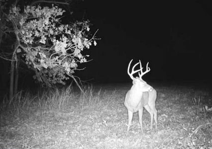 Recreational Land and Build-Sites for Sale in Cedar County MO - image 19