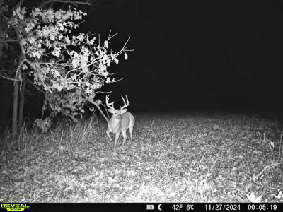 Recreational Land and Build-Sites for Sale in Cedar County MO - image 28