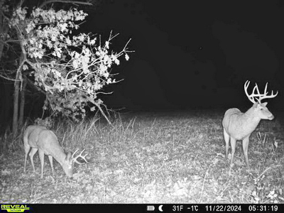 Recreational Land and Build-Sites for Sale in Cedar County MO - image 26