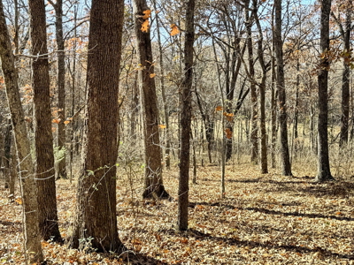 Recreational Land and Build-Sites for Sale in Cedar County MO - image 41