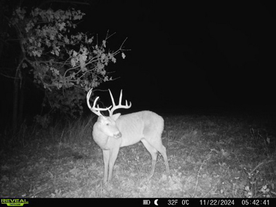 Recreational Land and Build-Sites for Sale in Cedar County MO - image 23