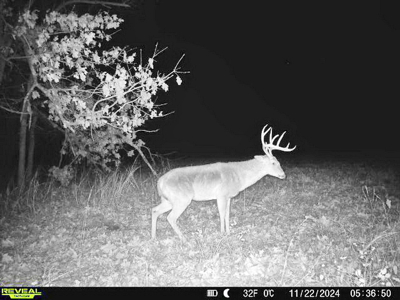 Recreational Land and Build-Sites for Sale in Cedar County MO - image 24