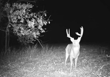 Recreational Land and Build-Sites for Sale in Cedar County MO - image 21