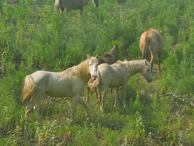 Little River Ranch Home For Sale - image 48