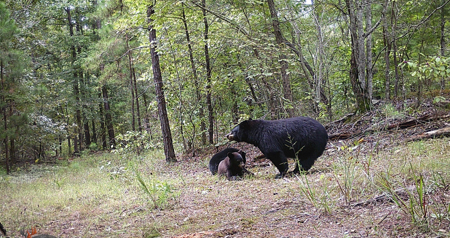 Little River Ranch Home For Sale - image 42
