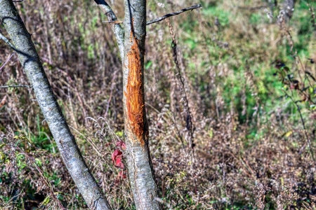 Windy Ridge – Conservation Homestead – 187 ± Acres in Monroe Cty - image 35