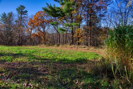 Windy Ridge – Conservation Homestead – 187 ± Acres in Monroe Cty - image 39