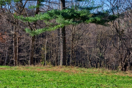 Windy Ridge – Conservation Homestead – 187 ± Acres in Monroe Cty - image 41