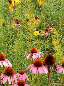 Windy Ridge – Conservation Homestead – 187 ± Acres in Monroe Cty - image 49