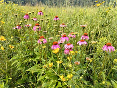 Windy Ridge – Conservation Homestead – 187 ± Acres in Monroe Cty - image 4