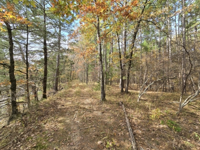 Acreage on Kiamichi River -  National Forest Area - image 4