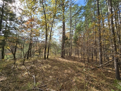 Acreage on Kiamichi River -  National Forest Area - image 5