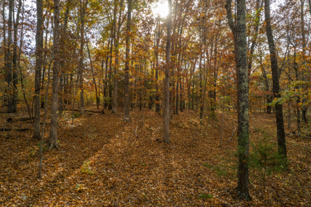Wooded Acreage Retreat in the Missouri Ozarks | Tecumseh - image 7